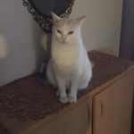 Zeki