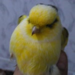 Mikail