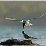 Almanar