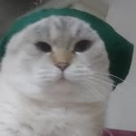 Kaan