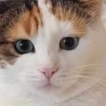 Felis