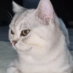 Yusuf