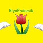 Davut