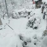 Şengül