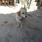 Zeynep