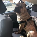 Ali