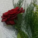 Zehra