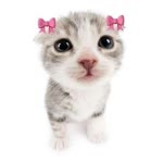 Buse