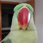 Berfin