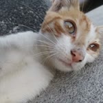 Kamil