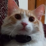 Abdulbaki