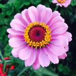 Neslihan