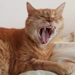 Földi