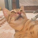 Hasan