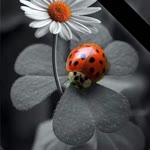 Hanife