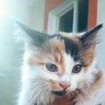 Özge