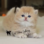 Selin