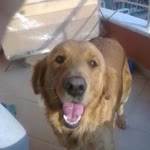 Aylin