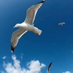 Abdulkerim