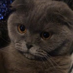 Melek