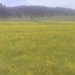Ayhan