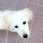 Alper
