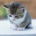 İbrahim
