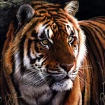Serkan