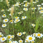 Ebru