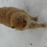 Burak