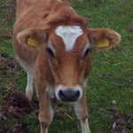 Coşkun