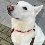 Atakan
