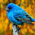 Bircan