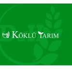 Köklü