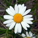 Papatya