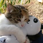 Derya