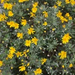 Neslihan