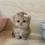 Zeren