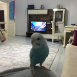 Necip