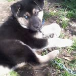 Burak