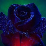 Orhan