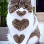 Fatih