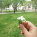 Gül