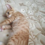 Umut