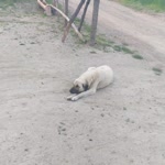 Naciye