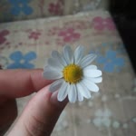 Nermin