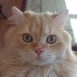 Mert