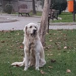 Banu