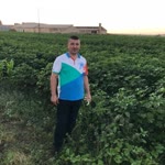 Ulaş
