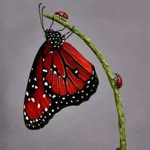 Ebru